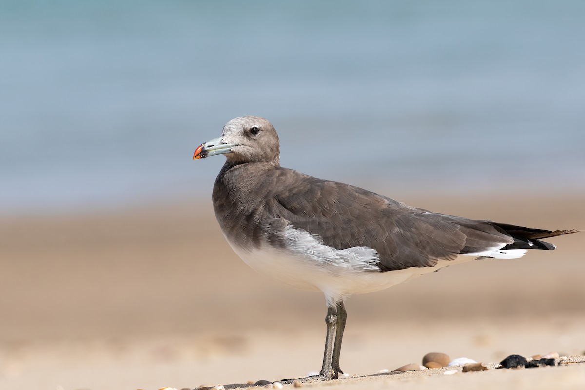 Sooty Gull - ML636540127