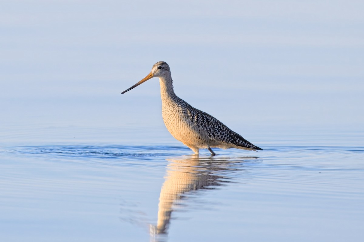 břehouš velký - ML636540215