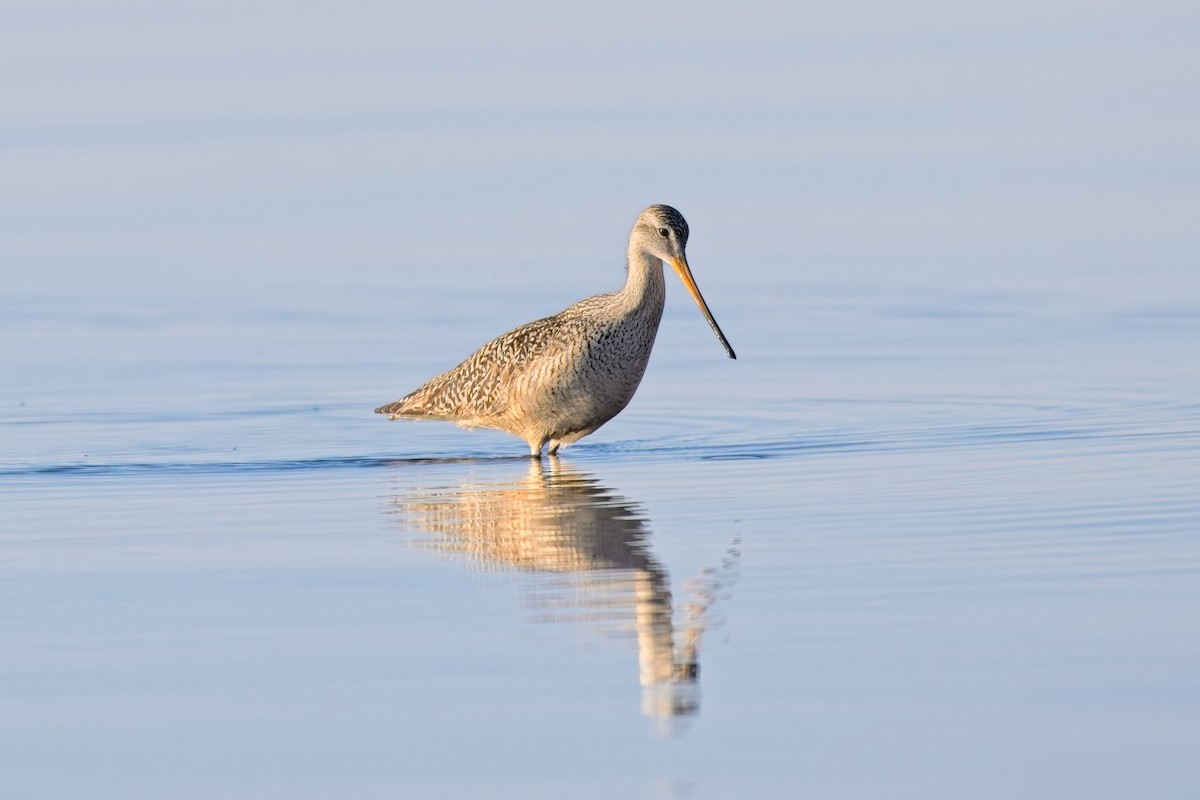 břehouš velký - ML636540217