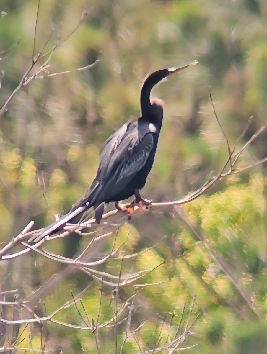 Anhinga - ML636540342