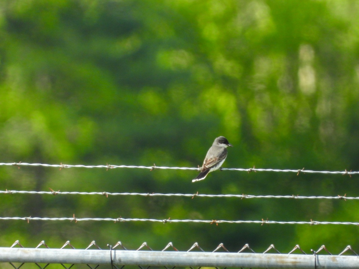 Eastern Kingbird - ML636540356