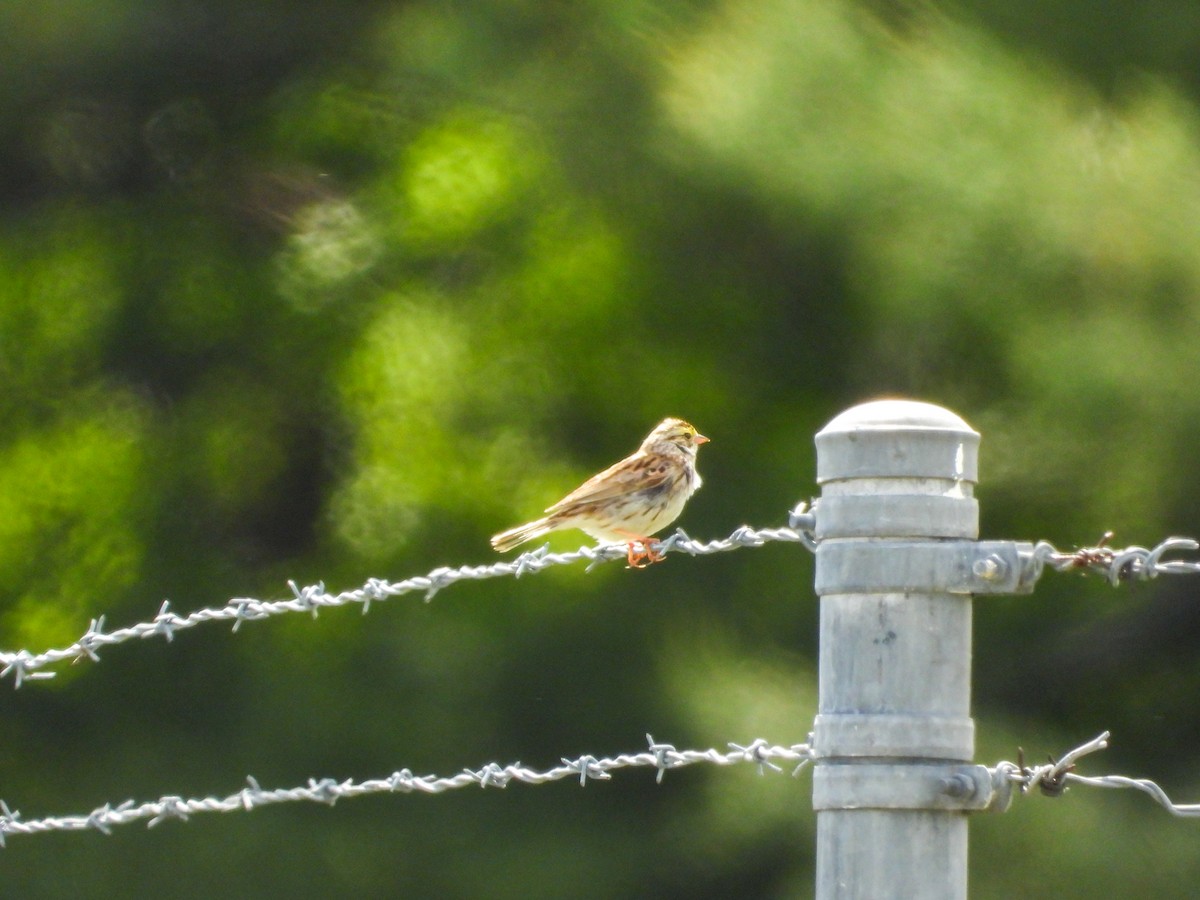 Savannah Sparrow - ML636540367