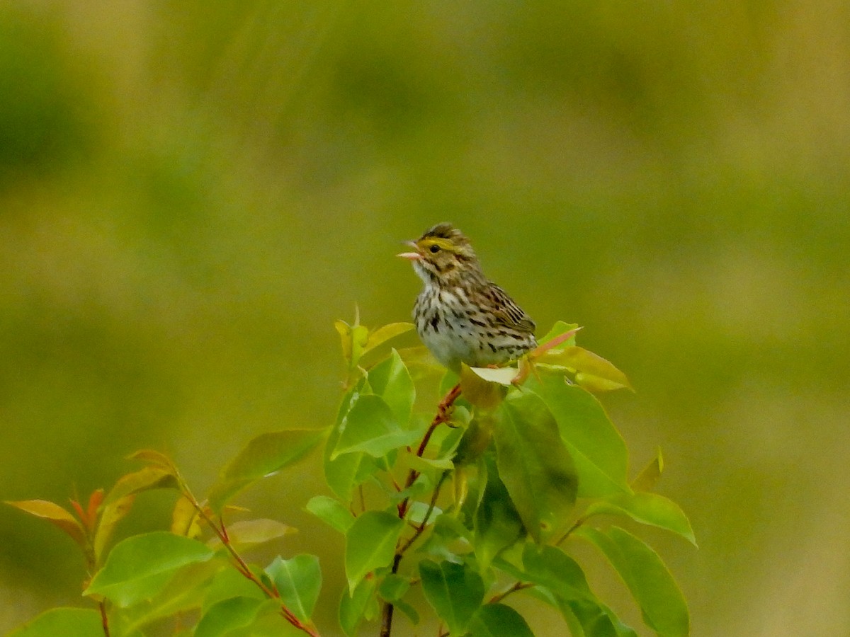 Savannah Sparrow - ML636540368