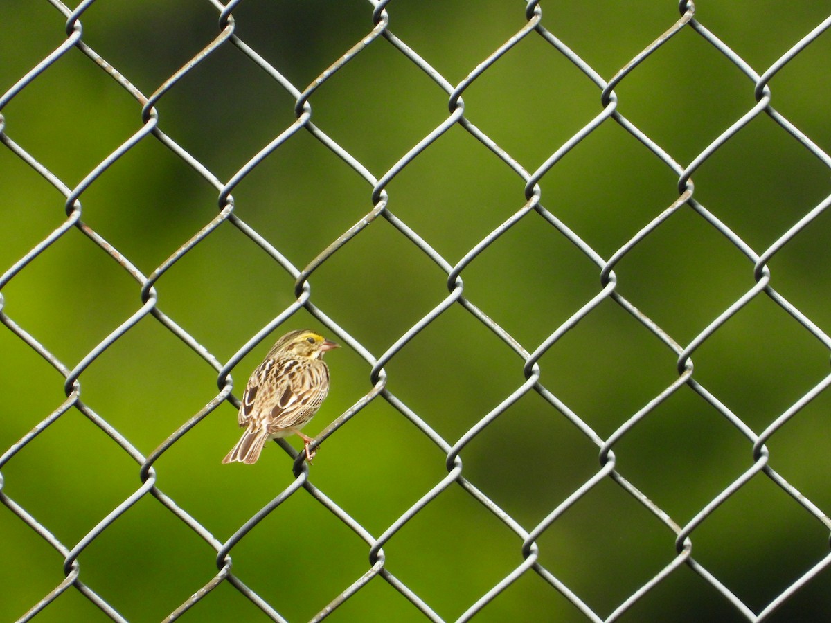 Savannah Sparrow - ML636540370