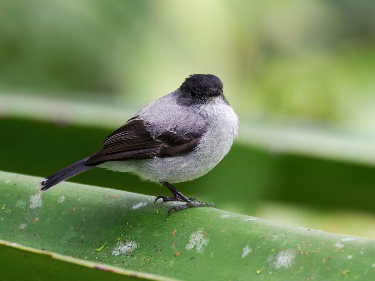 Torrent Tyrannulet - ML636540392