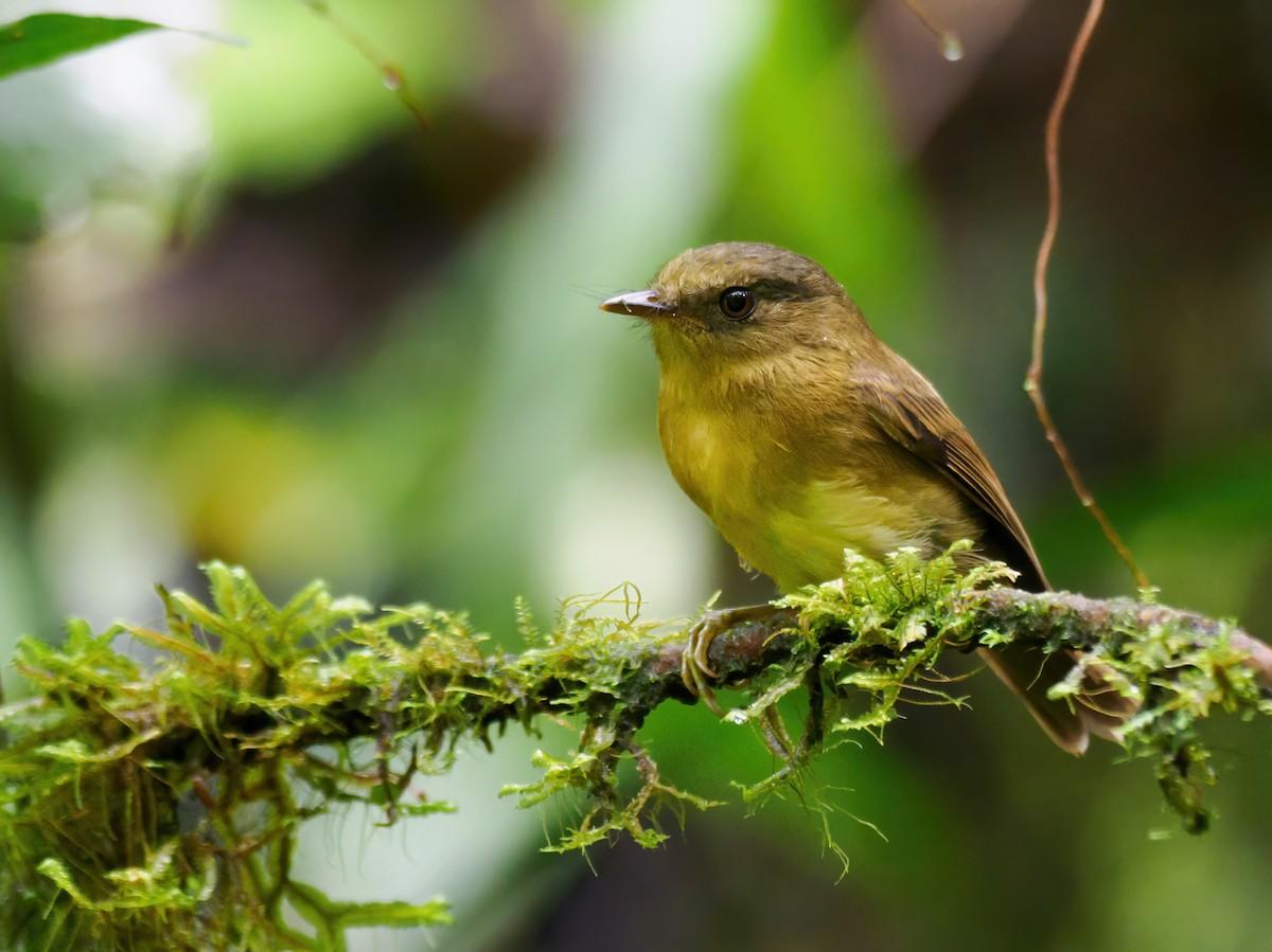 Bronze-olive Pygmy-Tyrant - ML636540405