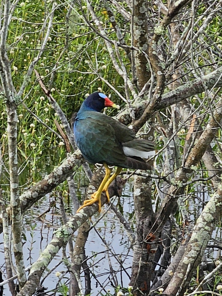 Purple Gallinule - ML636540407
