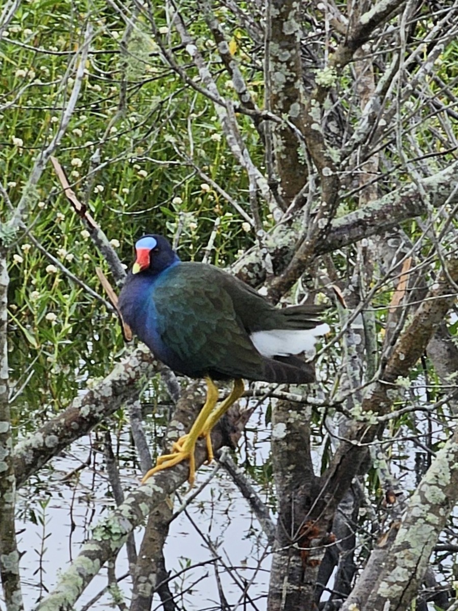 Purple Gallinule - ML636540408