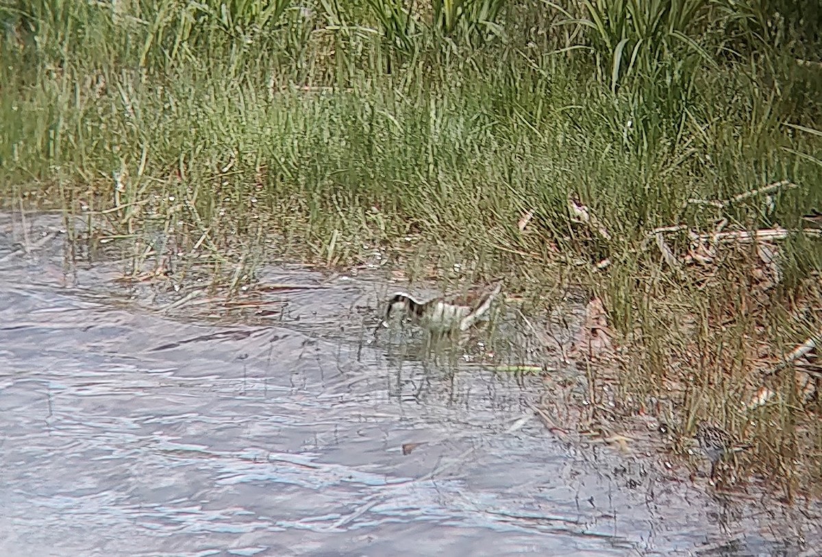Wilson's Phalarope - ML636540489