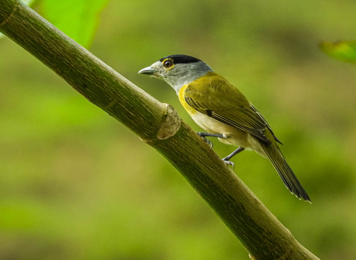 Green-backed Becard (Green-backed) - ML636540546