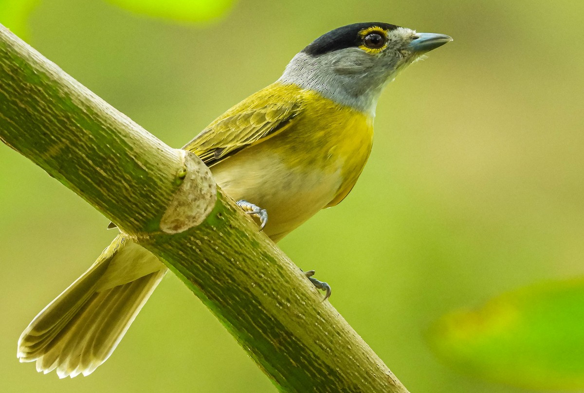 Green-backed Becard (Green-backed) - ML636540547
