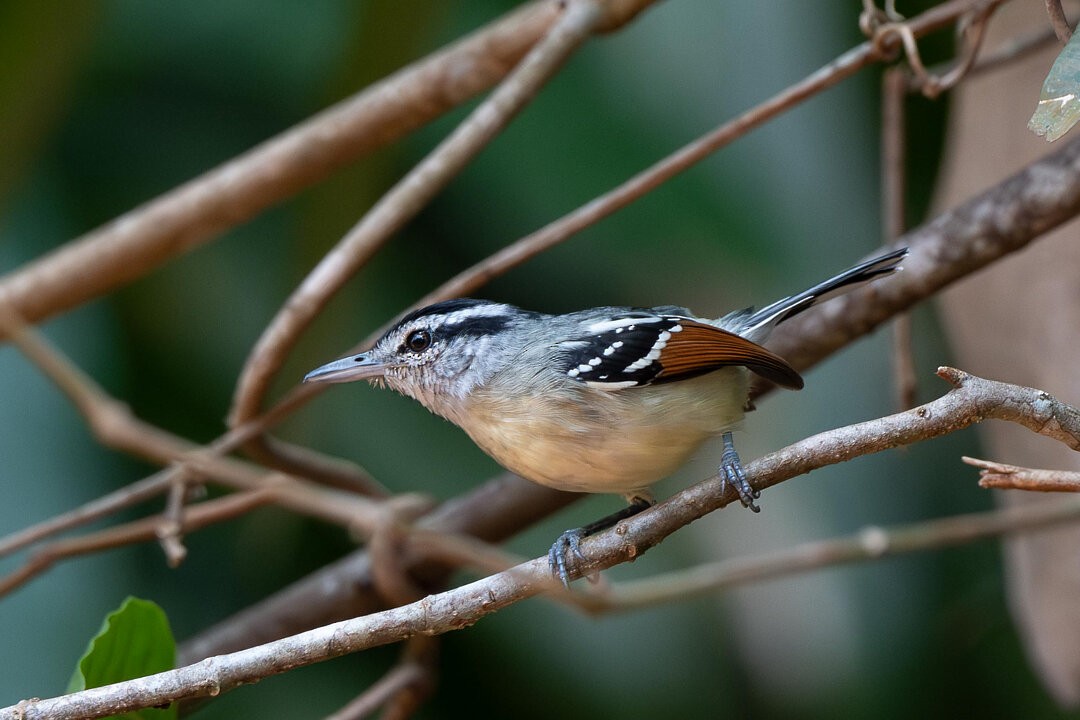 Rusty-winged Antwren - ML636540597