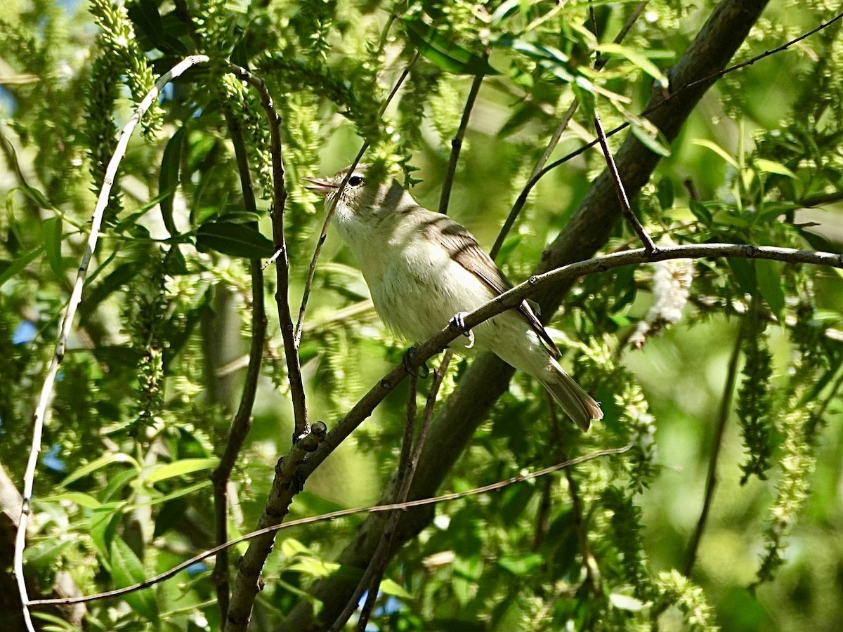 Warbling Vireo - ML636540655