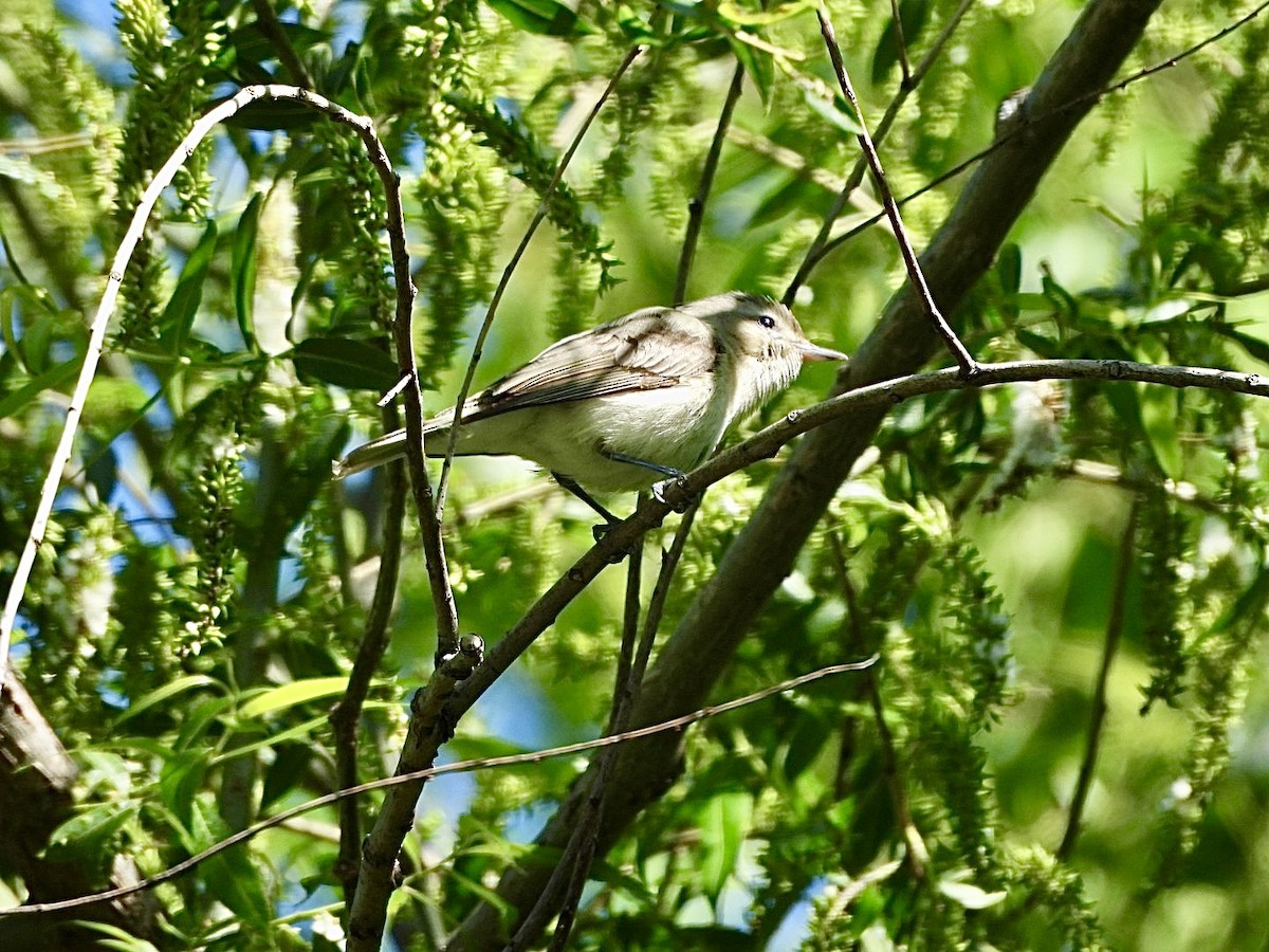 Warbling Vireo - ML636540656