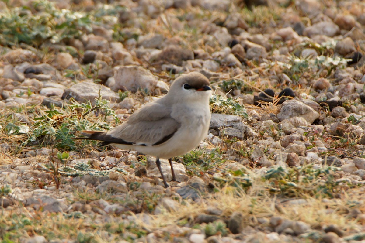 Small Pratincole - ML636540657