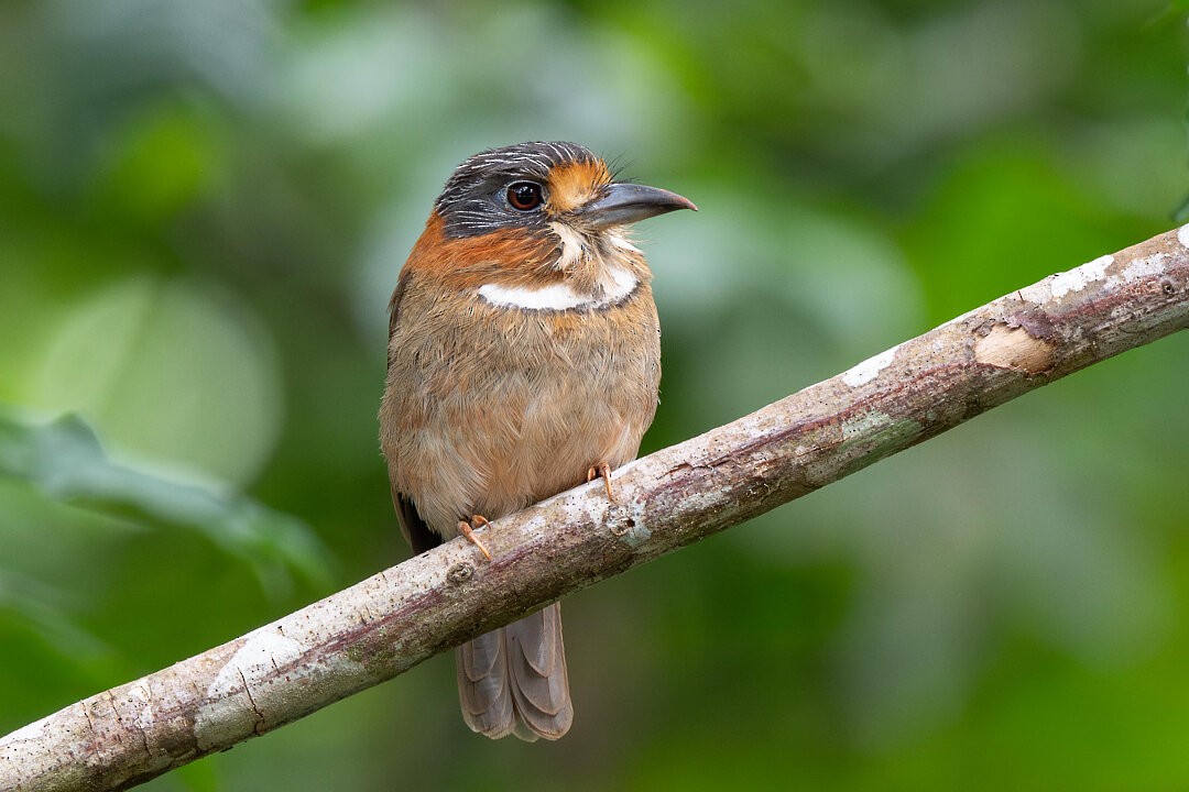 Rufous-necked Puffbird - ML636540728
