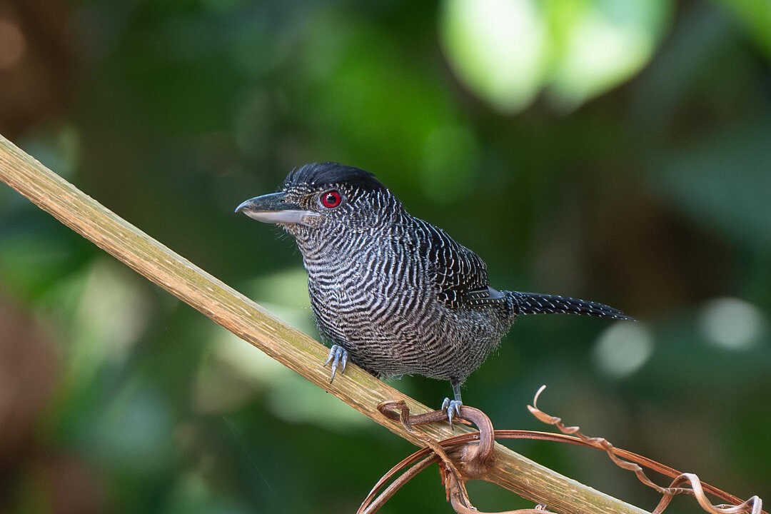 Fasciated Antshrike - ML636540739
