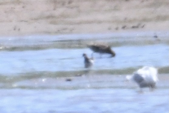 Wilson's Phalarope - ML636540790