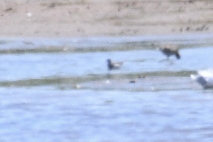 Wilson's Phalarope - ML636540791