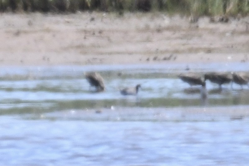 Wilson's Phalarope - ML636540792
