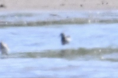 Wilson's Phalarope - ML636540796
