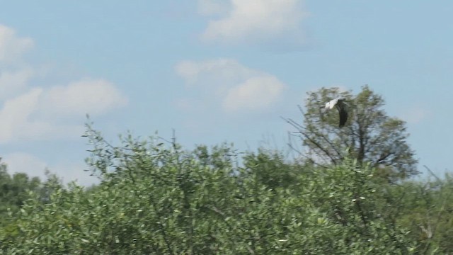 Нугын хулд - ML636540854