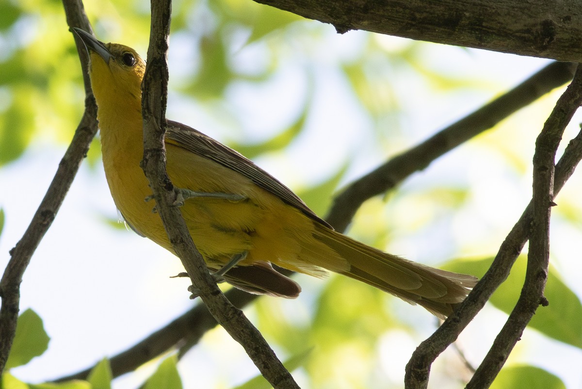 Oriole masqué - ML636540931