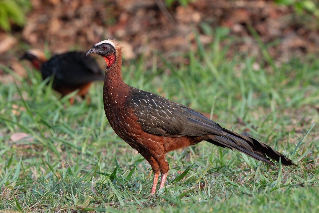 White-crested Guan - ML636540947