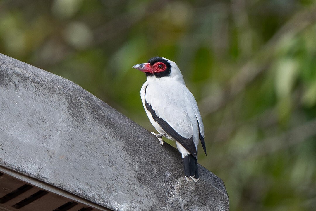 Masked Tityra - ML636540958