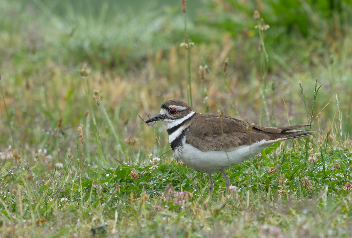 Killdeer - ML636540959