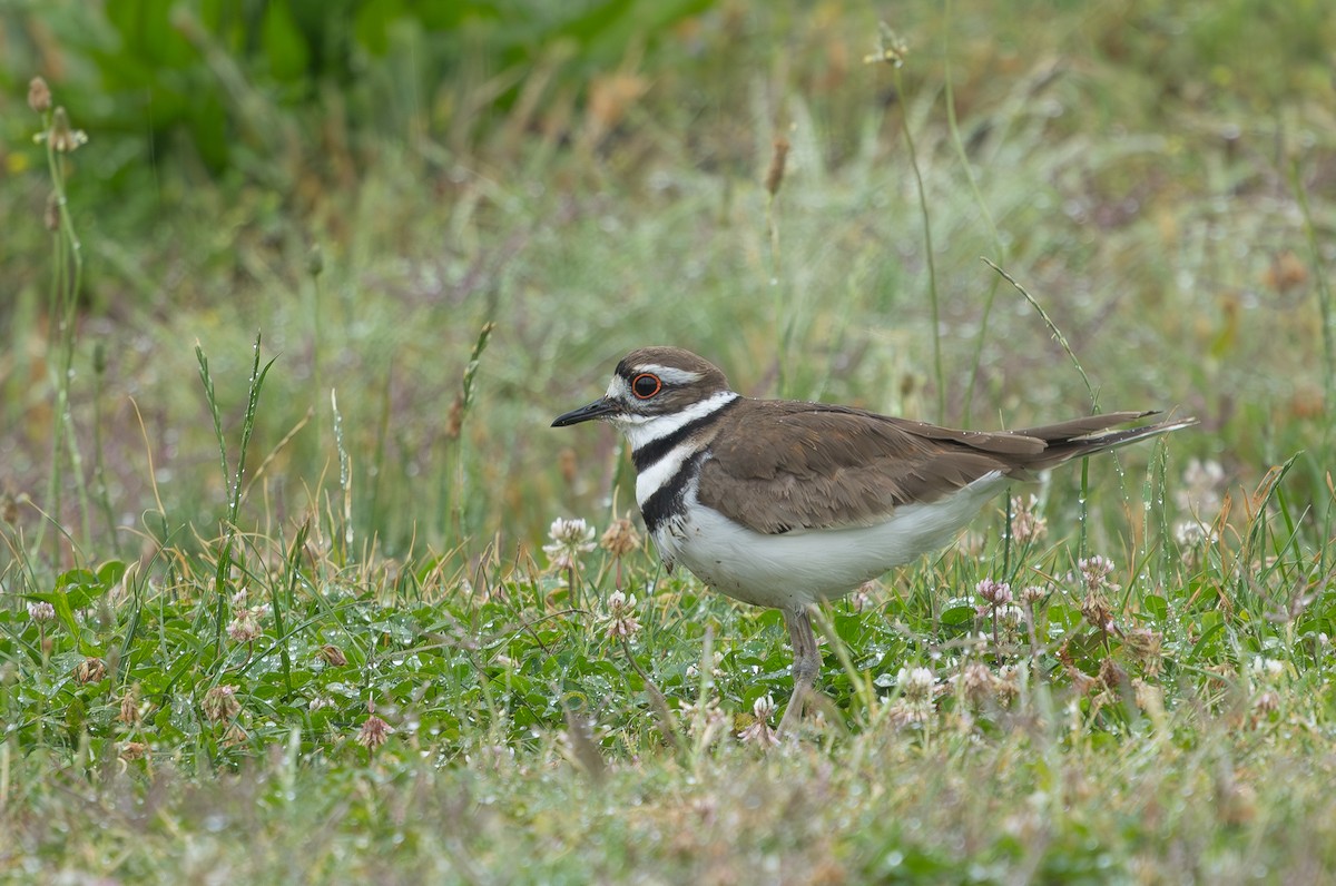 Killdeer - ML636540960