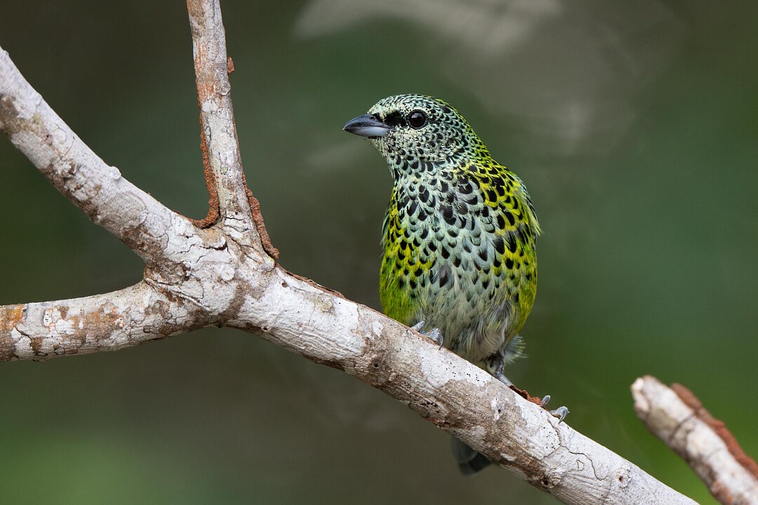 Spotted Tanager - ML636540963