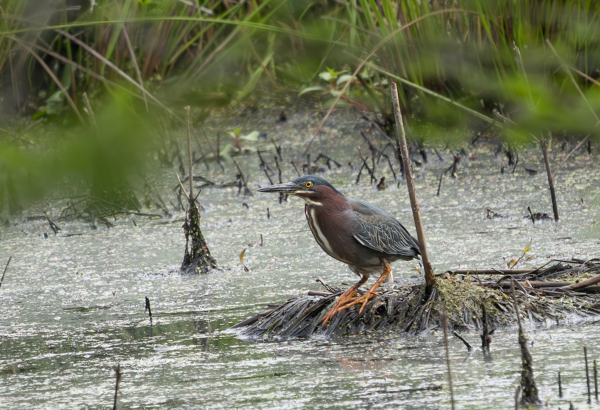 Green Heron - ML636540972