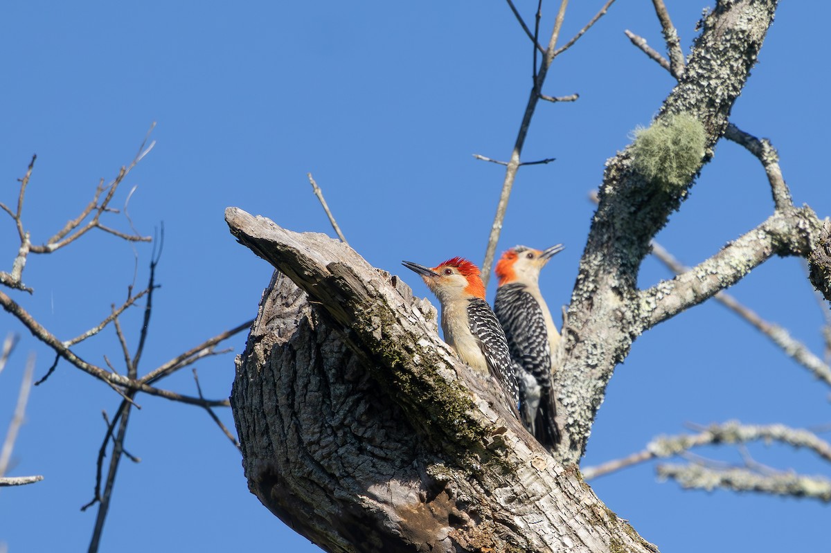 Red-bellied Woodpecker - ML636541018