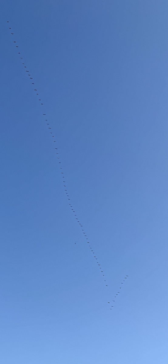 Канад галуу - ML636541091