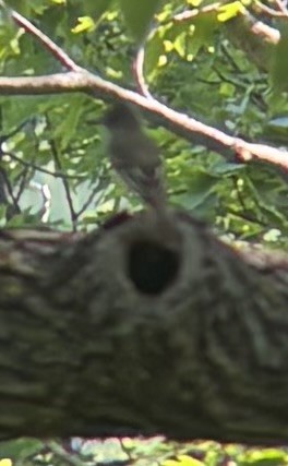 Great Crested Flycatcher - ML636541101