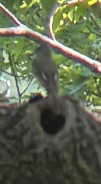 Great Crested Flycatcher - ML636541102
