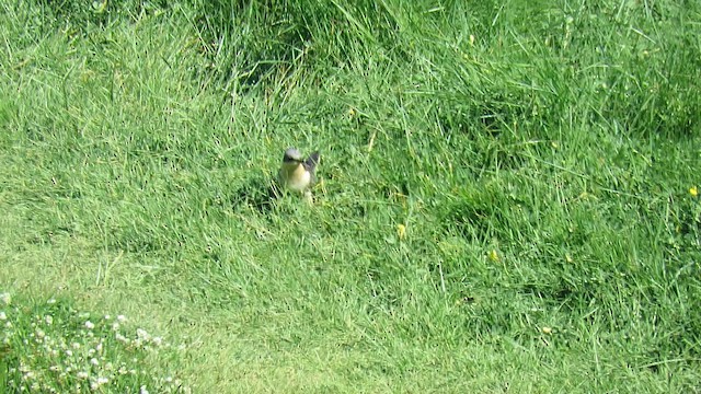 Great Spotted Cuckoo - ML636541192