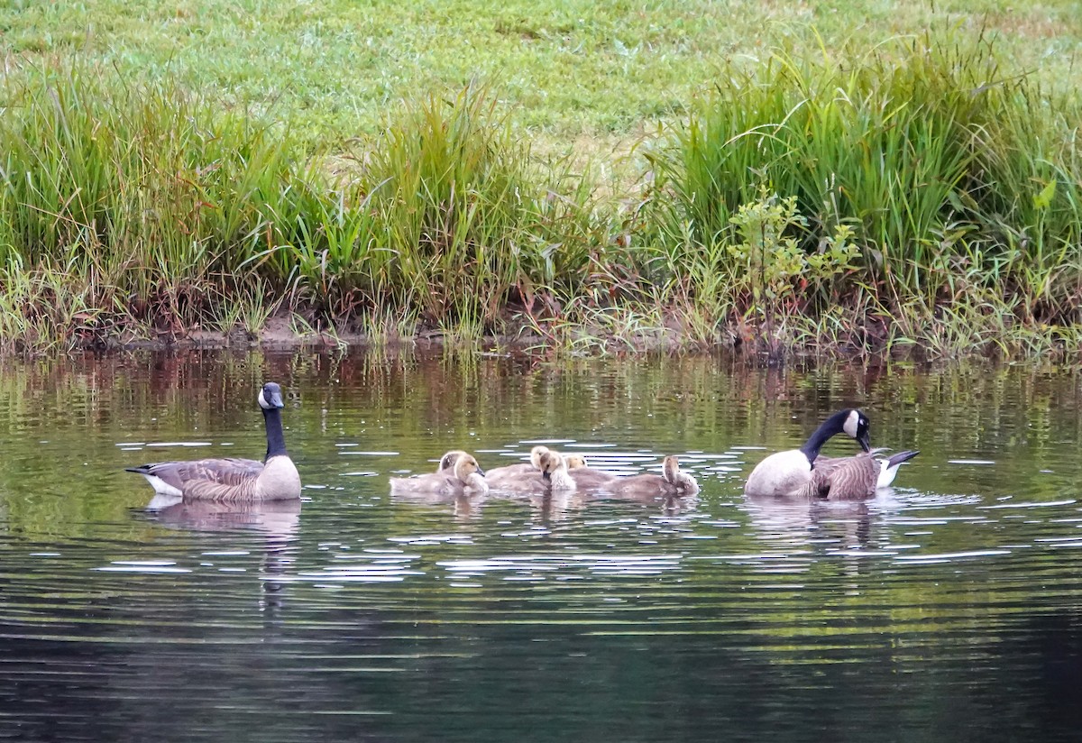 Branta kanadar handia - ML636541214