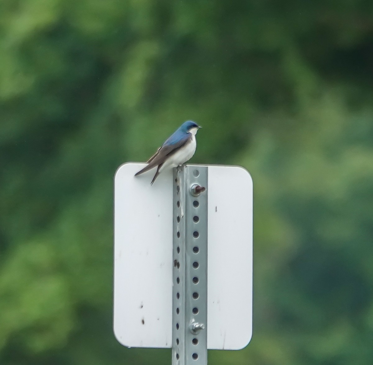Tree Swallow - ML636541221
