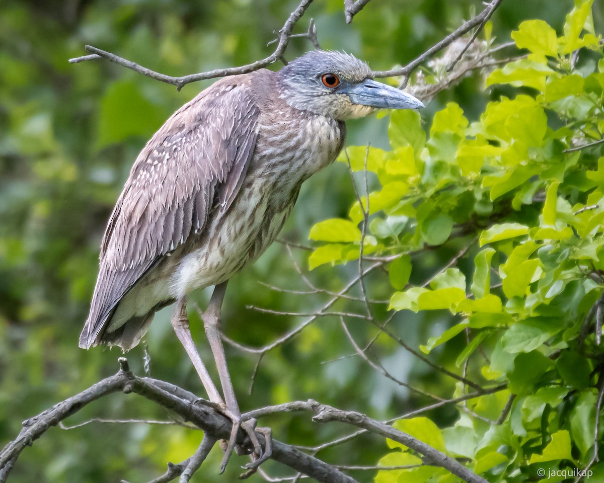 Yellow-crowned Night Heron - ML636541248