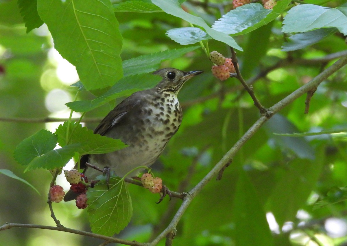 drozd šedolící - ML636541270