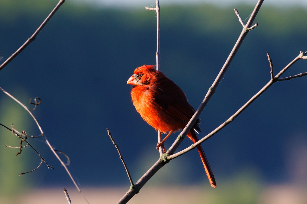 Northern Cardinal - ML636541294