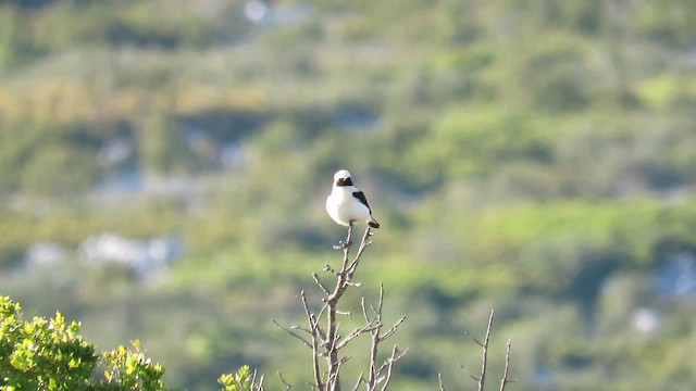 Western Black-eared Wheatear - ML636541367
