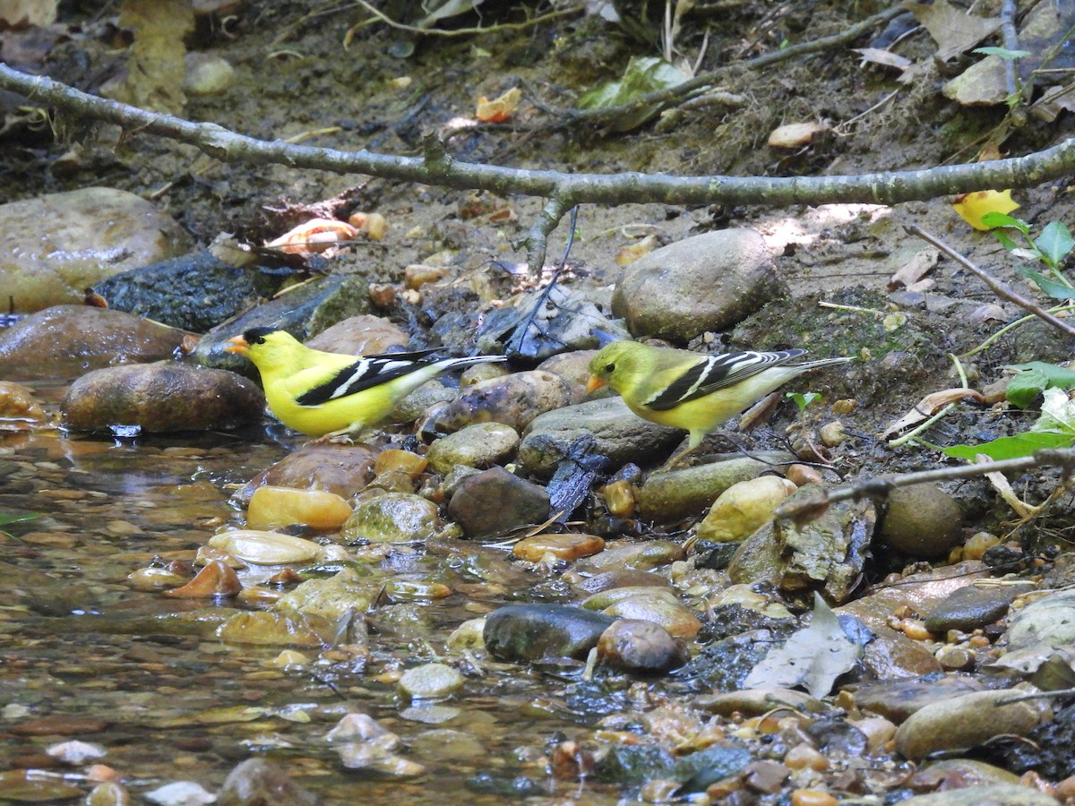 čížek žlutý - ML636541370