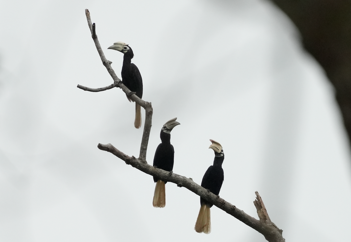 Palawan Hornbill - ML636541400