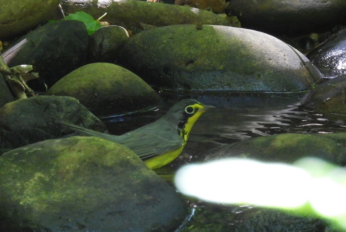 lesňáček kanadský - ML636541407