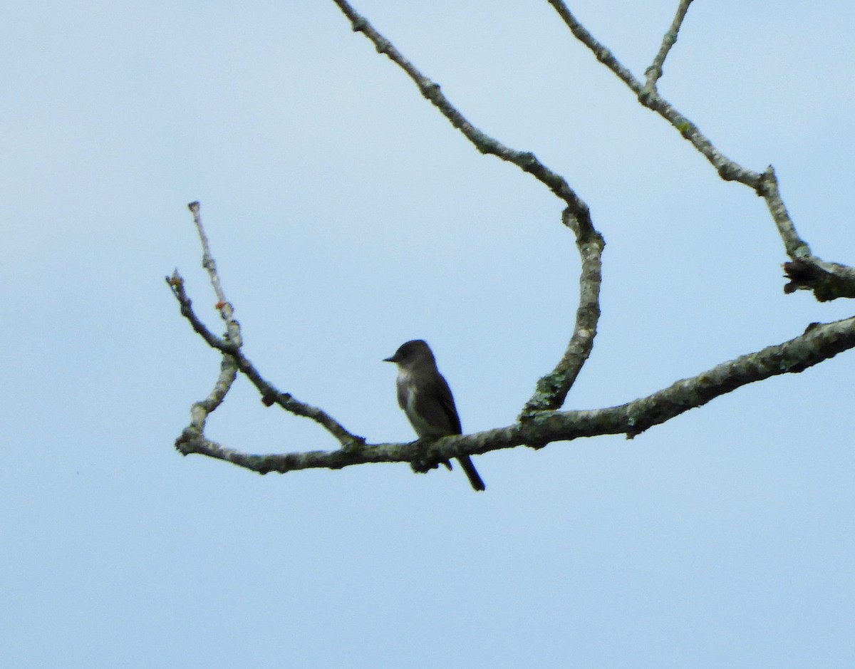 Olive-sided Flycatcher - ML636541411