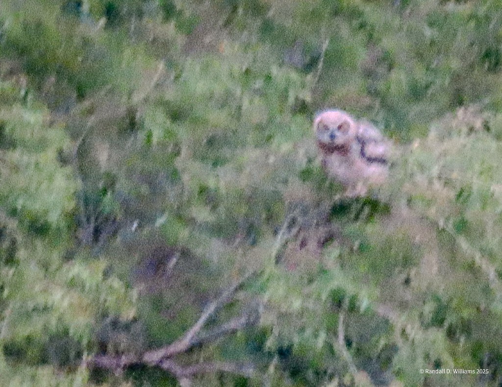 Great Horned Owl - ML636541416