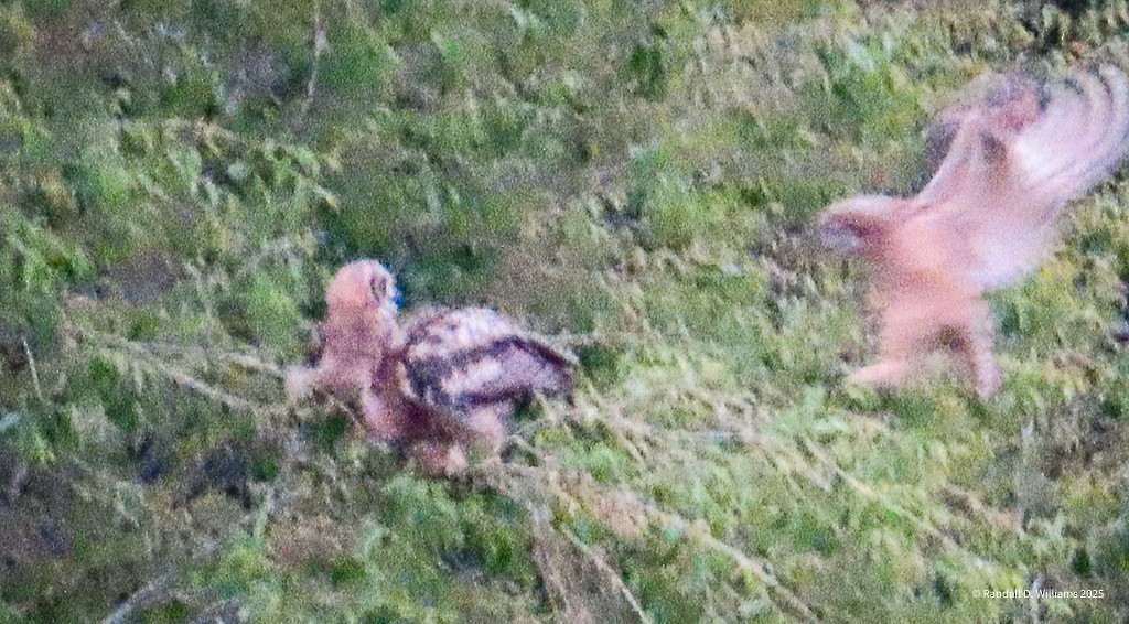 Great Horned Owl - ML636541427